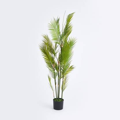 Platone Areca Plam