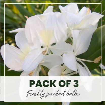 Kraft Seeds Hedychium Lily/Ginger Lily/Gandasuli/White Garland Lily Seed