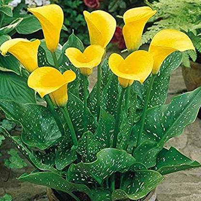Kraft Seeds Kraft Seeds ZantedeschiaCalla Lily Flowers Exotic Summer Bloom Flower Bulb Seed