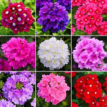 Kraft Seeds Verbena Mix (500 Seeds) Heirloom Flower Seeds Non-GMO Seed