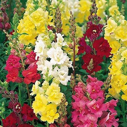 Aywal Antirrhinum Flower Tom Thumb Mix GMO Seed
