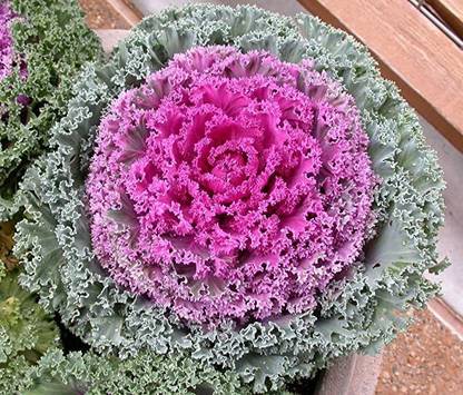 Aywal Ornamental Cabbage / kale Mix Heirloom Flower Seed