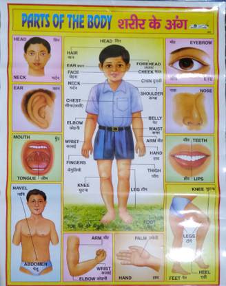 Chart Parts Of Body Name