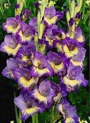 CYBEXIS TLX-41 - Large Flowering Mixed Rainbow Gladiolus Bulbs - (8 Bulbs) Seed