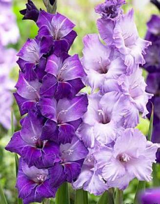 VibeX XLR-6 - Cool Blue Mixed Colors Gladiolus Bulbs - (24 Bulbs) Seed