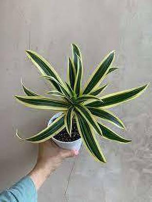 Globalplants Song Of India Plant