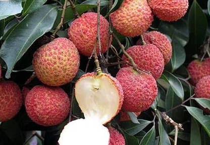 Seedless Grafted Litchi Plant
