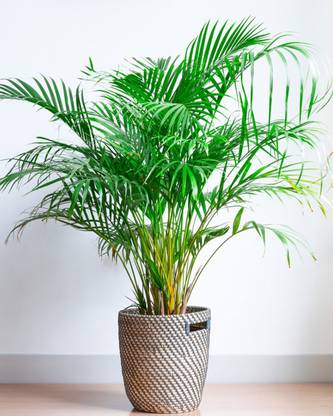 Super Areca Plum Areca Plam