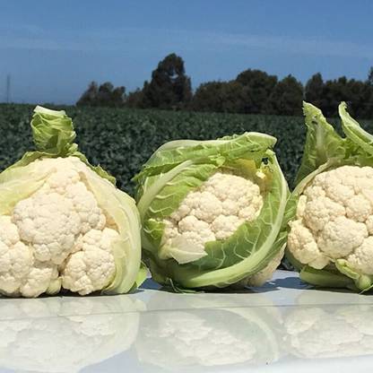 Avysa Cauliflower – Gohan Seed