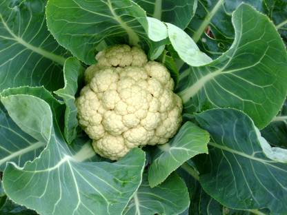 Quentova Phool Gobhi Cauliflower फूल गोभी Seed
