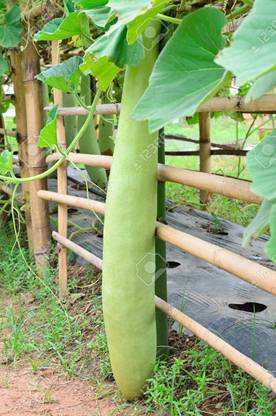 Aywal Bottle Gourd (LAMBI Loki) Hybrid F1 Vegetables Seed
