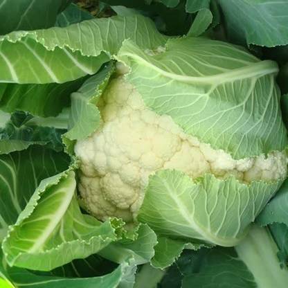 Avysa Cauliflower Seeds - Tirza Seed