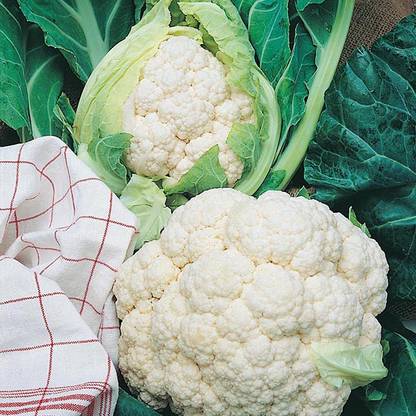 ANDOR Cauliflower All The Year Round Seed