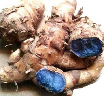 Multi Bazar Black Turmeric Curcuma plants seed Pasupu Kaalo haledo kali haldi (500 GM) Seed