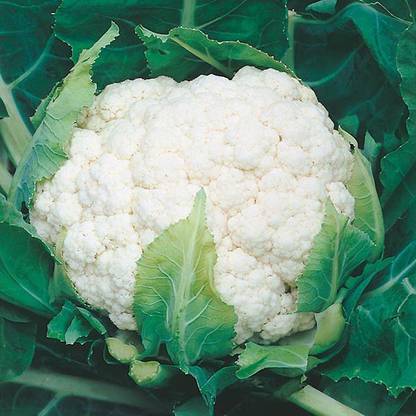 Avysa Cauliflower Aalsmeer Seed