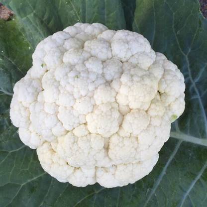 ANDOR Cauliflower – Brittany Seed