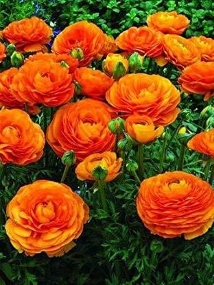 greennursery Ranunculus Plant