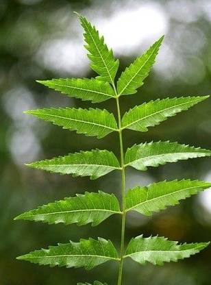 K-mark Neem Plant