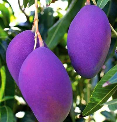 Ugaloo mango tree Mango Plant