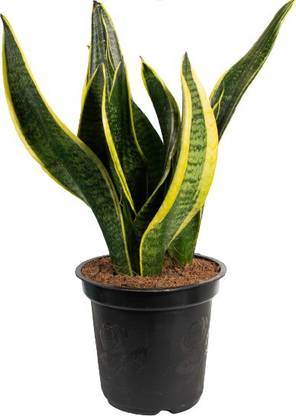 NaturalPlants Snake Plant