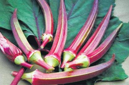 XOLDA Okra Bhendi Red Seed