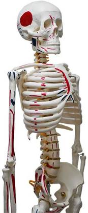 MYASKRO Human Skeleton Model 85CM Tall Painted Muscle Insertion and Origin Points Anatomical Body Model