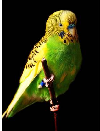 Pitaara Box Female Green Budgie Bird Framed Wall Art Painting Print Canvas 16.1 inch x 12 inch Painting