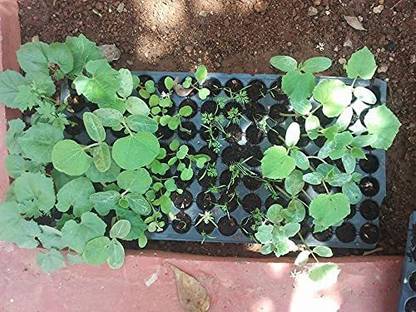 SIDDHI Plastic Grow Your Own Seedling Tray With 126 Cavity Plant Container Set