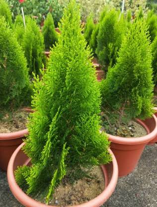 jhau Platycladus/Morpankhi Plant