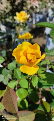 Evergreen Rose Plant