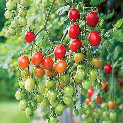 Biosnyg ™SBN-545 Celano F1 Tomato Seed