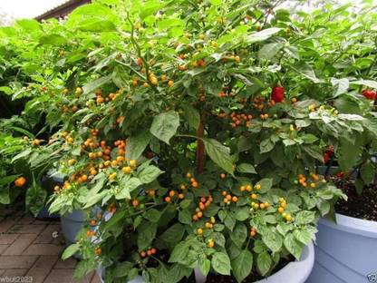 VibeX ® XLR-107 Aji Charapita Hot Chilli Seeds From Amazonian region of Peru Seed