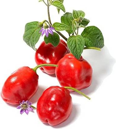 Biosnyg Red Manzano Chilli Seed