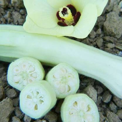 Biosnyg ®PUA-425 Silver Queen Okra Seed