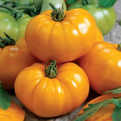 Biosnyg ®RUA-348 Chef's Choice Yellow Tomato Seed