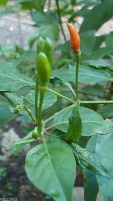 CYBEXIS VXI-87 - Pepper Siling Labuyo Filipino Bird's Eye Chili Super Hot - (150 Seeds) Seed