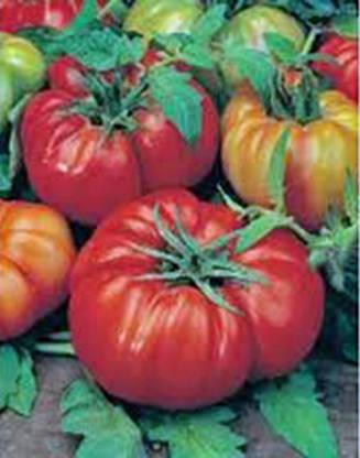 CYBEXIS XLR-74 - Tomato Beefsteak - (150 Seeds) Seed