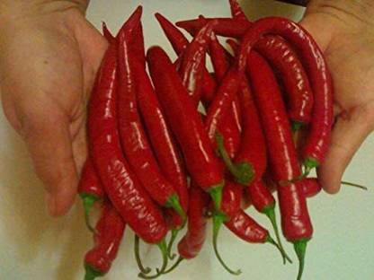 VibeX VVI-72 - Fire Hot Long Red Chilli - (150 Seeds) Seed