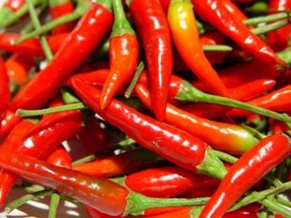 CYBEXIS PAU-28 - Thai Bird Eye Chili Pepper - (150 Seeds) Seed