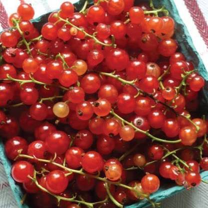 VibeX ® LXI-1038 Red Currant Tomato Seeds Seed