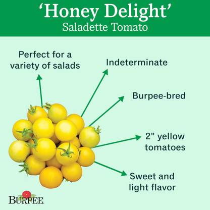 VibeX NDIR-17 - Yellow Slicing Saladette Tomato - (150 Seeds) Seed