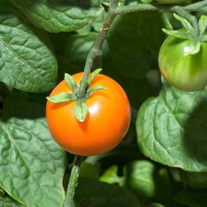 WILLVINE LX-795 Tomato Seeds - Chadwick Cherry Seed