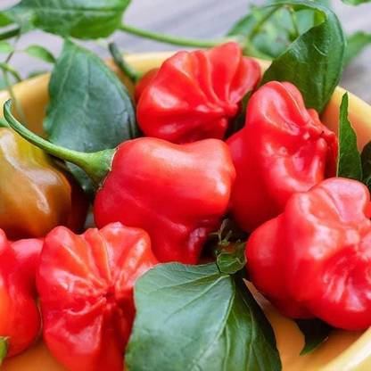 VibeX ® XLR-1031 Mad Hatter Chilli Pepper Seeds Seed