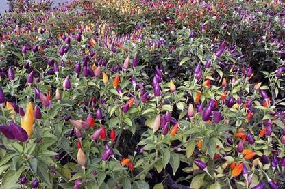 Biosnyg ™ICAR-777 Numex Twilight Chilli Seed