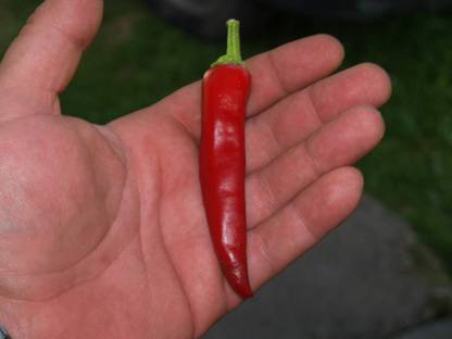 VibeX NBIR-76 - Fire Hot Long Red Chilli - (150 Seeds) Seed