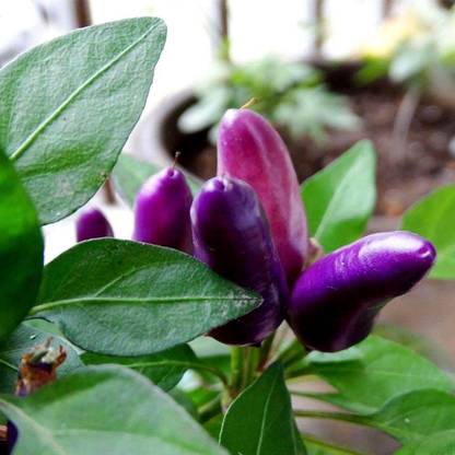 Biosnyg ™VAR-87 Little Blue Chilli Seed