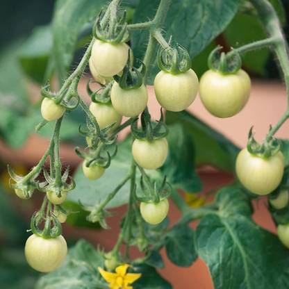 VibeX ® XXL-781 Super Snow White Tomato Seeds Seed