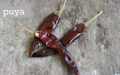 WILLVINE Pulla, Puya Chili, Chilli Seed
