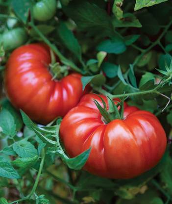 VibeX PAU-11 - Steakhouse Large Beefsteak Giant Tomato - (450 Seeds) Seed