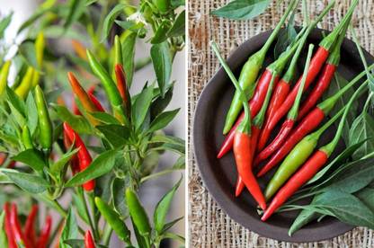 VibeX LX-81 - Thai Bird Chili Pepper - (150 Seeds) Seed